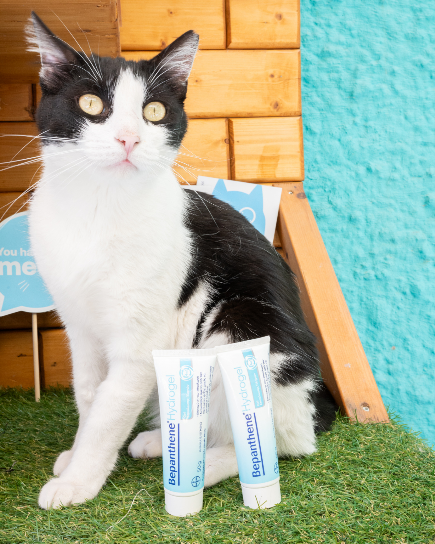 Event στο Cat Café 9